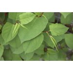 STEZA Tinktura Křídlatka Japonská EXKLUSIV 5 x 50 ml – Hledejceny.cz