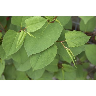 STEZA Tinktura Křídlatka Japonská EXKLUSIV 5 x 50 ml – Hledejceny.cz