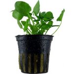 Nymphoides hydrophylla Taiwan – Zboží Dáma