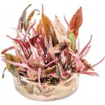 Cryptocoryne spec. Flamingo – Zboží Dáma