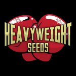 Heavyweight Seeds Dream Machine semena neobsahují THC 3 ks – Hledejceny.cz