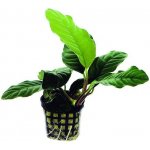 Anubias barteri var. coffeefolia – Zboží Mobilmania