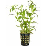 Limnophila aromatica - Bahnatka vonná – Hledejceny.cz