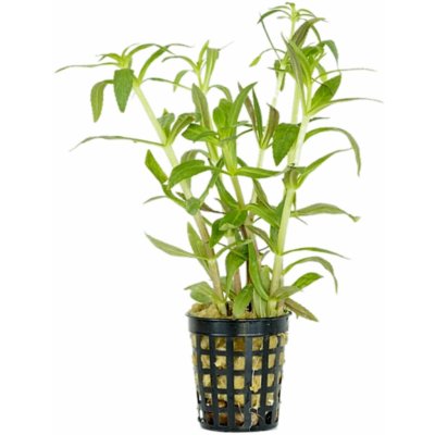 Limnophila aromatica - Bahnatka vonná – Hledejceny.cz