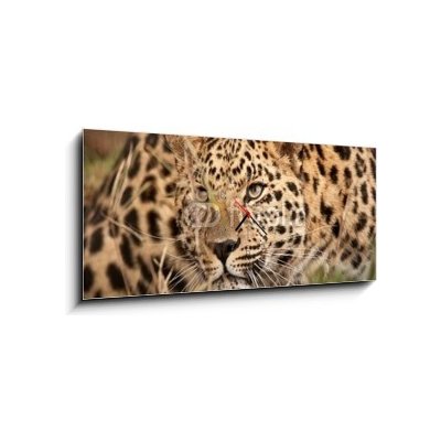 Obraz s hodinami 1D panorama - 120 x 50 cm - Leopard Hunting Leopard lov