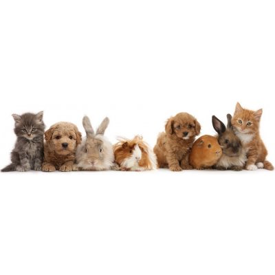 Záložka 3D - Pet shop gang – Hledejceny.cz