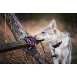 Vsepropejska Climb přepínací vodítko pro psa – Zbozi.Blesk.cz