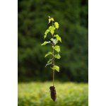 GREENBOSS FLOWER Bříza bělokorá QP 60 (26/50) tříděno 26-35cm – Hledejceny.cz