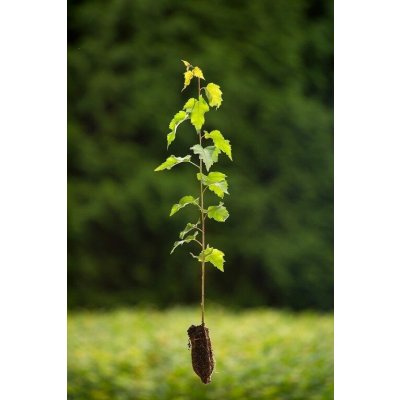 GREENBOSS FLOWER Bříza bělokorá QP 60 (26/50) tříděno 26-35cm – Hledejceny.cz