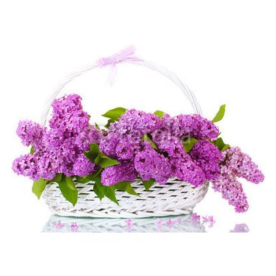 WEBLUX 43978997 Fototapeta vliesová beautiful lilac flowers in basket isolated on white krásné lila květiny v koši izolovaných na bílém rozměry 200 x 144 cm