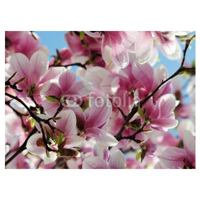 Weblux 65813621 Fototapeta plátno Magnolia tree blossom Kvetoucí strom magnólie rozměry 240 x 174 cm