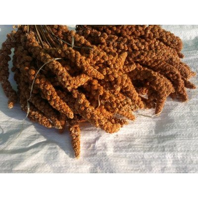 Kvídera Krmné směsi Proso senegalské klasy červené 1 kg – Zbozi.Blesk.cz