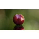 Redbass Kulatý skleněný korálek 6 mm Vínová, 5 ks – Zboží Dáma