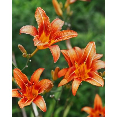 Denivka 'Autumn red' 1 ks – Zboží Dáma