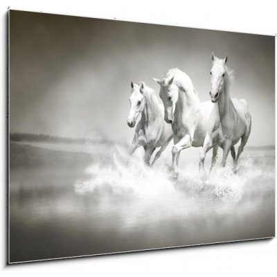 Obraz 1D - 100 x 70 cm - Herd of white horses running through water Stádo bílých koní protéká vodou – Zboží Mobilmania