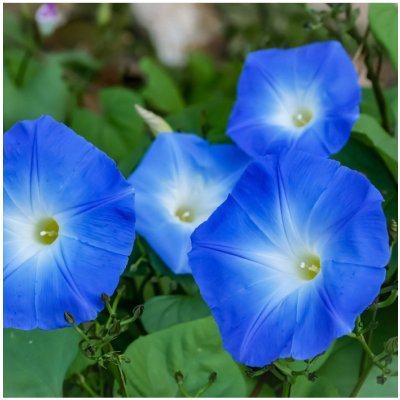 Povíjnice trojbarevná Blue Star - Ipomoea tricolor - prodej semen - 25 ks