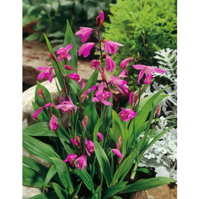 Orchidej vzpřímená 'Striata pink' 1 ks – Hledejceny.cz