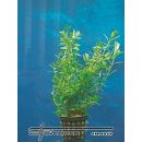 Ludwigia arcuata - Zakulacenka obloukovitá