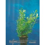 Ludwigia arcuata - Zakulacenka obloukovitá – Zboží Dáma
