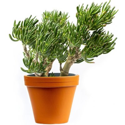 Gardners Crassula mix, průměr 35 cm Krasule, Tlustice, Strom života – Zboží Mobilmania