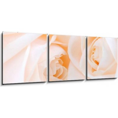 Obraz 3D třídílný - 150 x 50 cm - Two delicate high key beige roses macro floral background Dvě jemné vysoké klíčové béžové růže makro květinové pozadí – Zboží Mobilmania