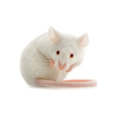 Krmimmasem Myš mražená 10 x 40-50 g – Zbozi.Blesk.cz