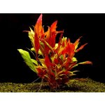 Alternanthera rosaefolia - Plevuňka růžolistá – Zboží Dáma Alternanthera rosaefolia - Plevuňka růžolistá – Zboží Dáma