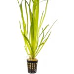 Vallisneria spiralis - Zákruticha šroubovitá – Zboží Dáma