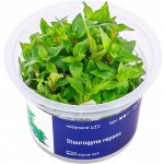 Staurogyne repens - Staurogynus plazivý – HobbyKompas.cz