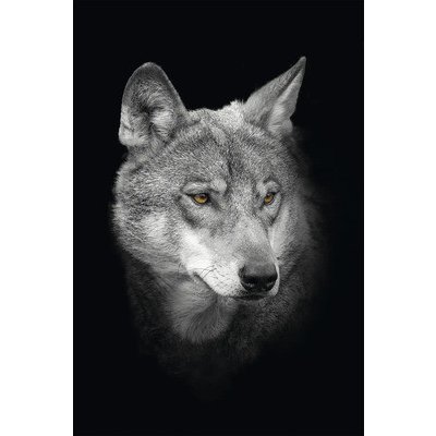 Obraz na plátně CAN 4050 vlk 50x40 cm – Hledejceny.cz