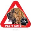 Autovýbava Grel nálepka na plech pozor pes v autě bloodhound