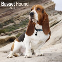 Basset Hound, 30,5 x 30,5 (30,5 x 61) cm 2025