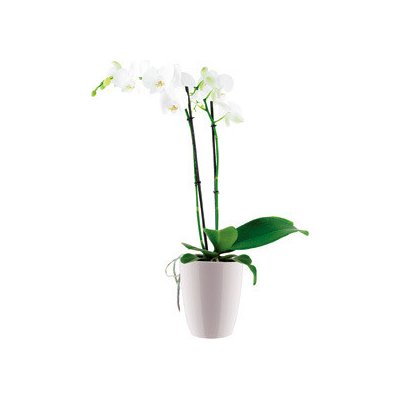 Elho květináč Brussels Orchid High 12,5 cm, bílý – Zboží Mobilmania