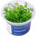 Ludwigia arcuata - Zakulacenka obloukovitá – Zboží Dáma