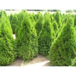 Thuja occ. 'Smaragd' Prodejní velikost: 040/060, Velikost hrnku: 2 l – Hledejceny.cz