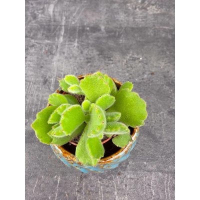 Cotyledon ladysmithiensis mini – Zboží Dáma