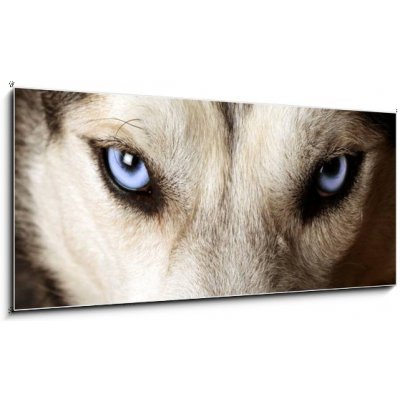 Skleněný obraz 1D panorama - 120 x 50 cm - Close view of blue eyes of an Husky or Eskimo dog. Zblízka pohled na modré oči Huskyho nebo eskimského psa. – Zbozi.Blesk.cz