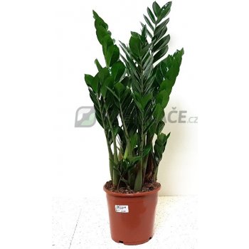 Zamioculcas zamiifolia 21x90cm