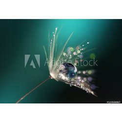 WEBLUX Fototapeta plátno Beautiful dew drops on a dandelion seed macro. Beautiful blue background. Large golden dew drops on a parachute dandelion. Soft dreamy tender ar 174 x 120 cm