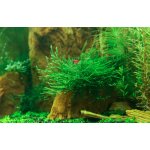 Taxiphyllum barbieri na kokosové skrýši 11 cm – Zboží Dáma