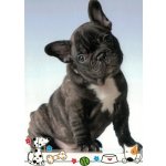 Pohlednice Štěně 126 – Hledejceny.cz