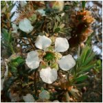 Woolly Tea-Tree - Leptospermum Lanigerum - semena tea tree - 20 ks