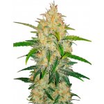 420 Fast Buds Zkittlez AUTO semena neobsahují THC 1 ks – Sleviste.cz