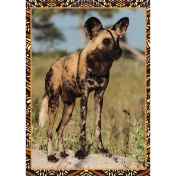 Pohlednice Hyena