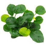 Anubias barteri coin Leaf – Hledejceny.cz