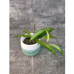 Hoya Rosita mini (Voskovka s načervenalými listy) – Sleviste.cz