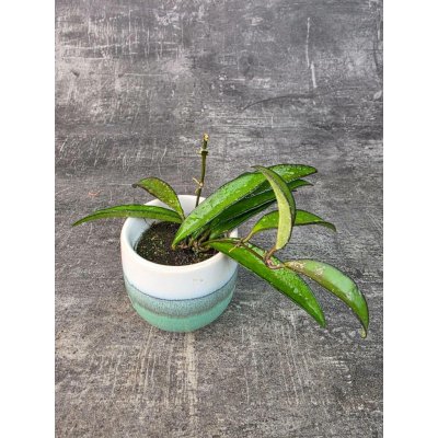 Hoya Rosita mini (Voskovka s načervenalými listy) – Sleviste.cz