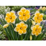 Narcis 'Orangery' 5 ks – Hledejceny.cz