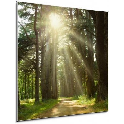 Skleněný obraz 1D - 50 x 50 cm - Sunlight trough cedars path at Cheverny Chateau park. France Sluneční světlo po cedrské cestě v zámeckém parku Cheverny. Francie – Hledejceny.cz