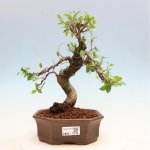 e-bonsai Pokojová bonsai - Ficus kimmen - malolistý fíkus – Hledejceny.cz